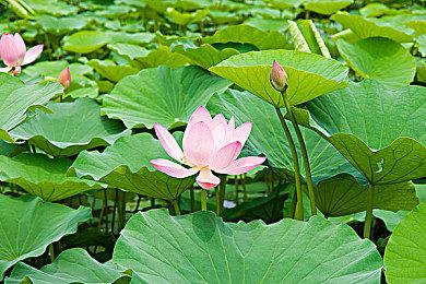 《生化危机4：重制版》泄露版截图 艾达王性感妖娆